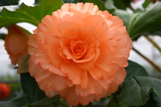 B. ‘Apricot Delight’